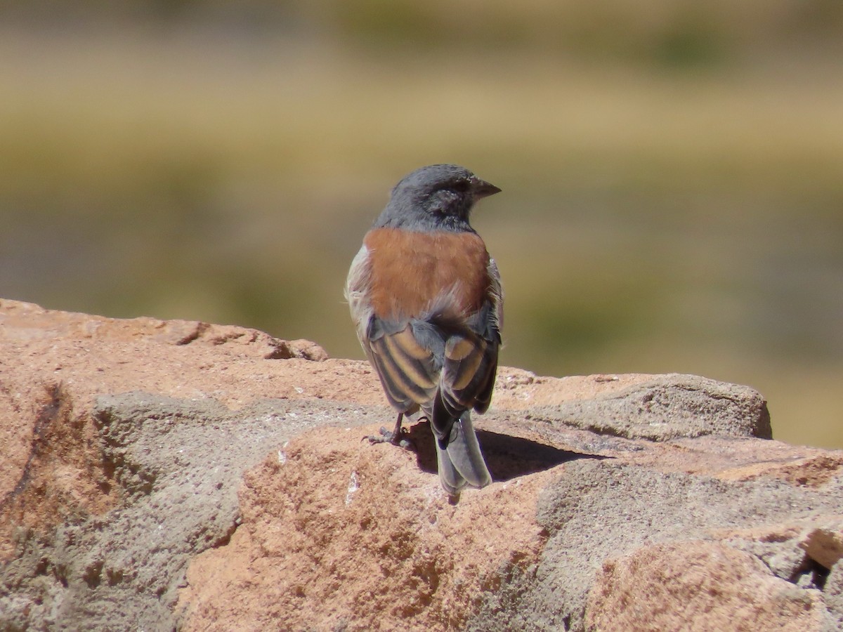 Red-backed Sierra Finch - ML633422794