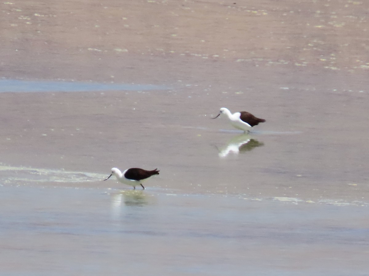 Andean Avocet - ML633422822