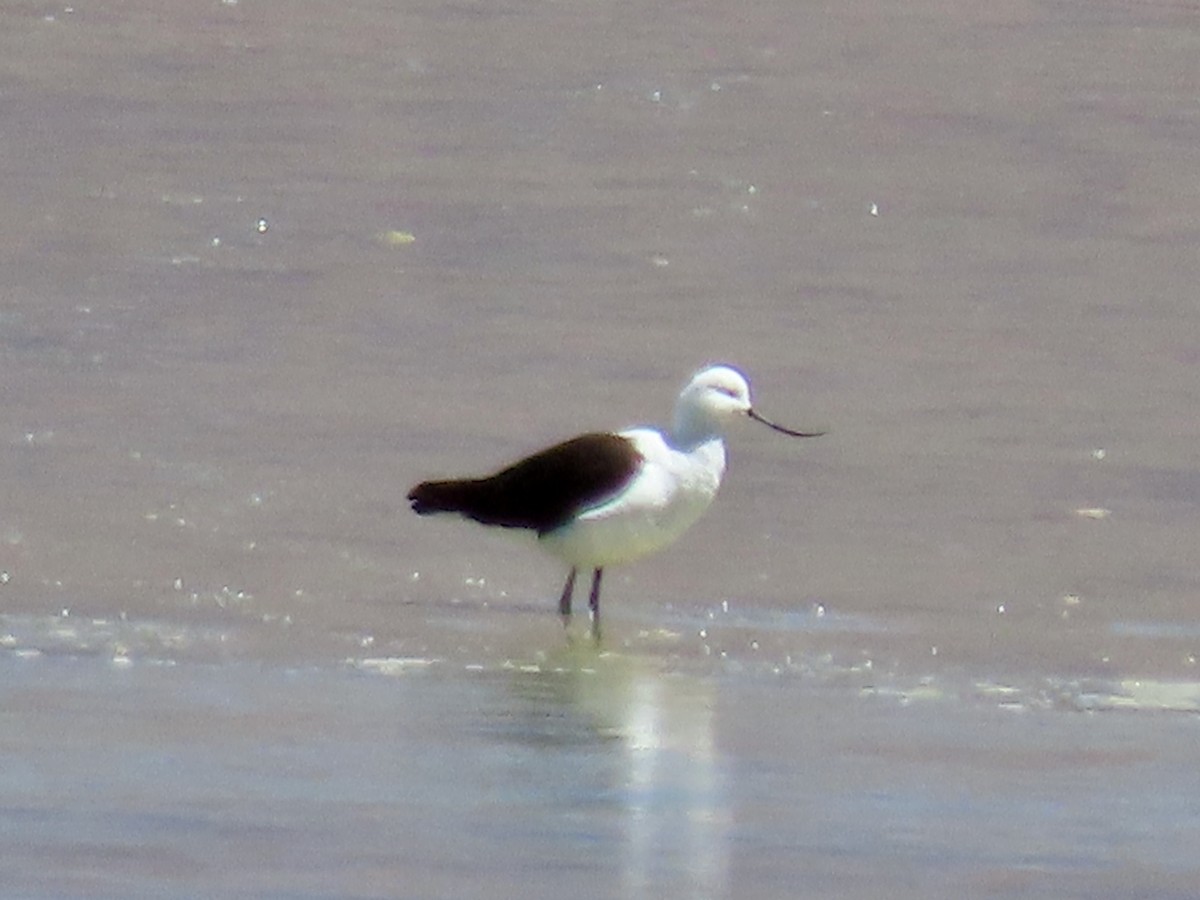Andean Avocet - ML633422823