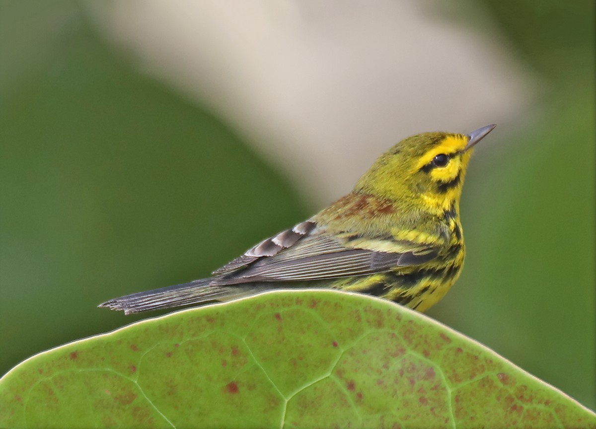 Prairie Warbler - ML633422865