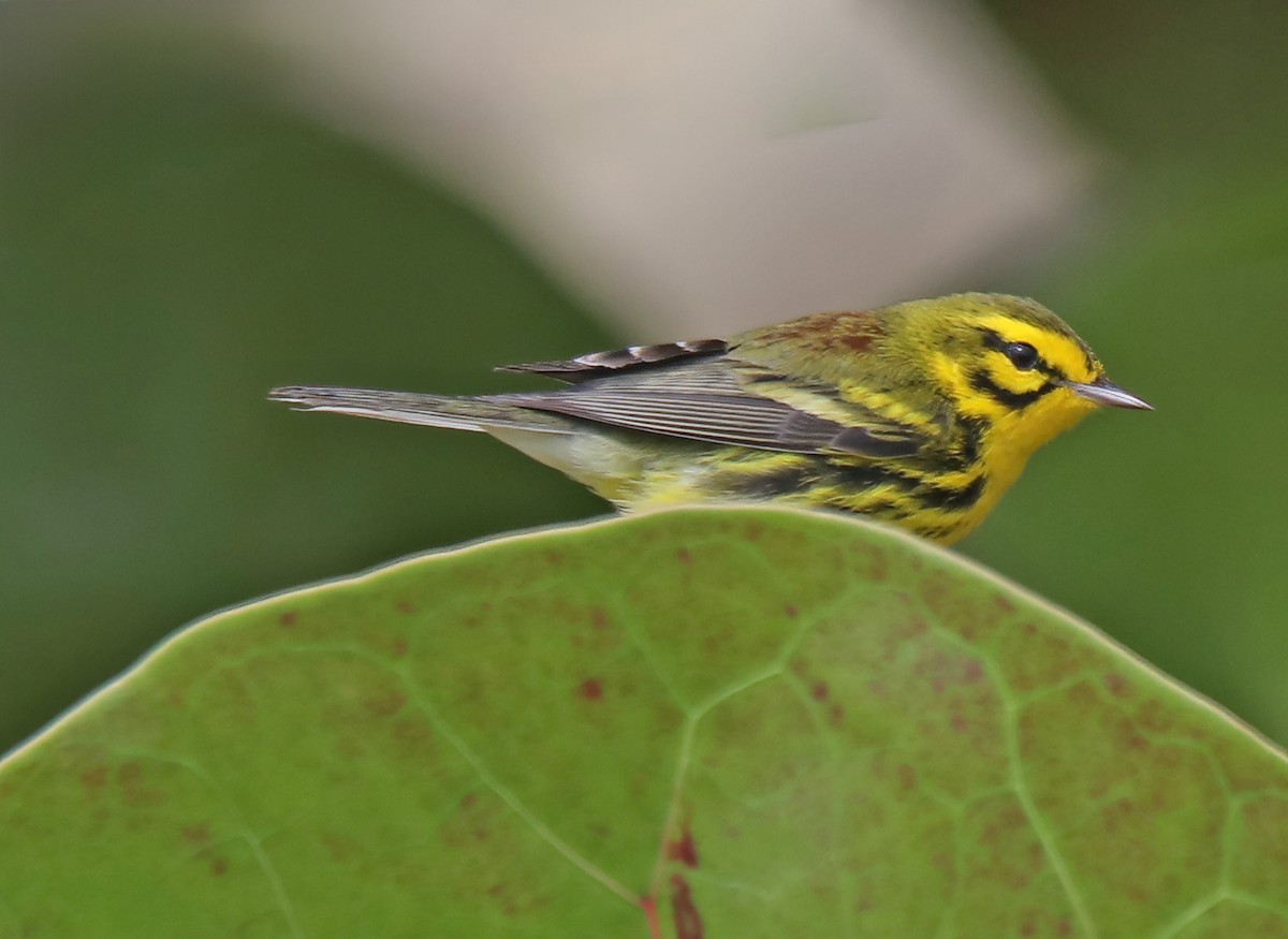 Prairie Warbler - ML633422866