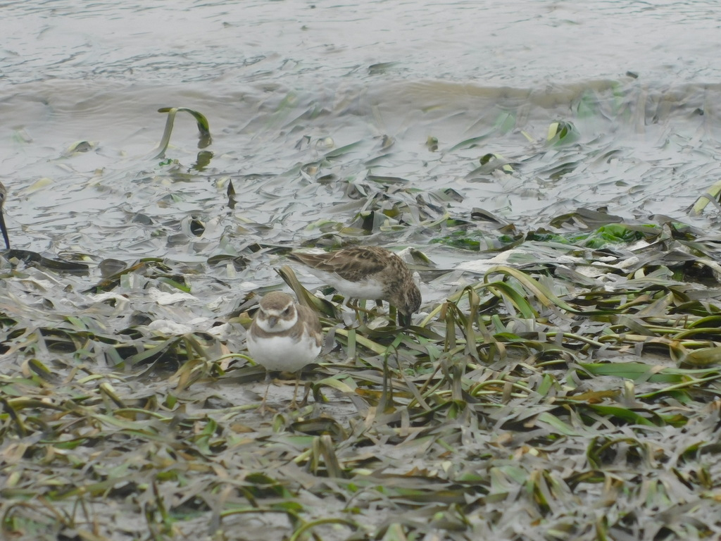 Calidris sp. (peep sp.) - ML633422878
