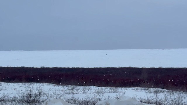 Цагаан ахууна - ML633422911