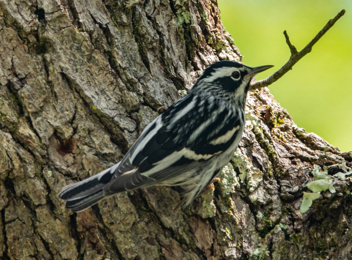 Black-and-white Warbler - ML633423008