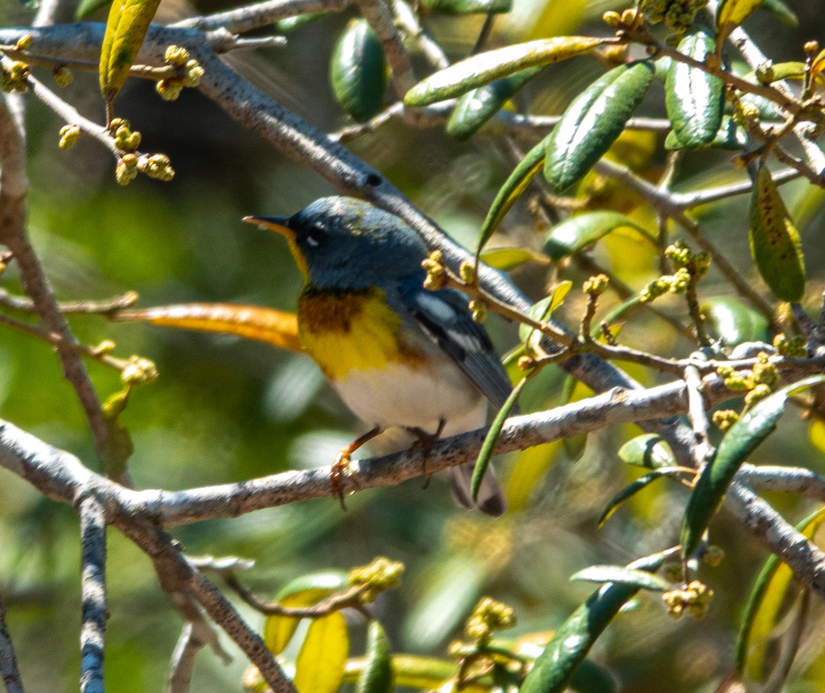 Northern Parula - ML633423036