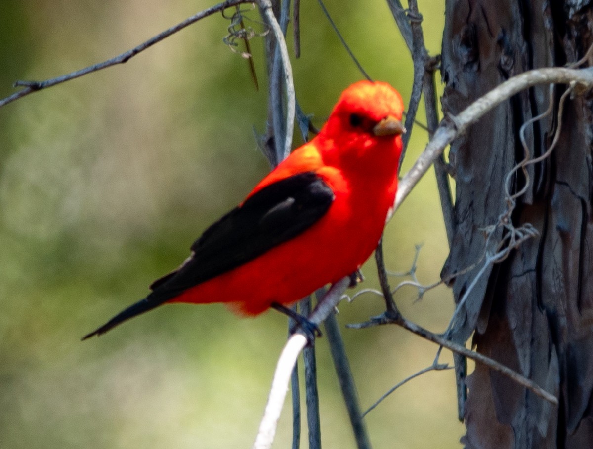 Scarlet Tanager - ML633423068