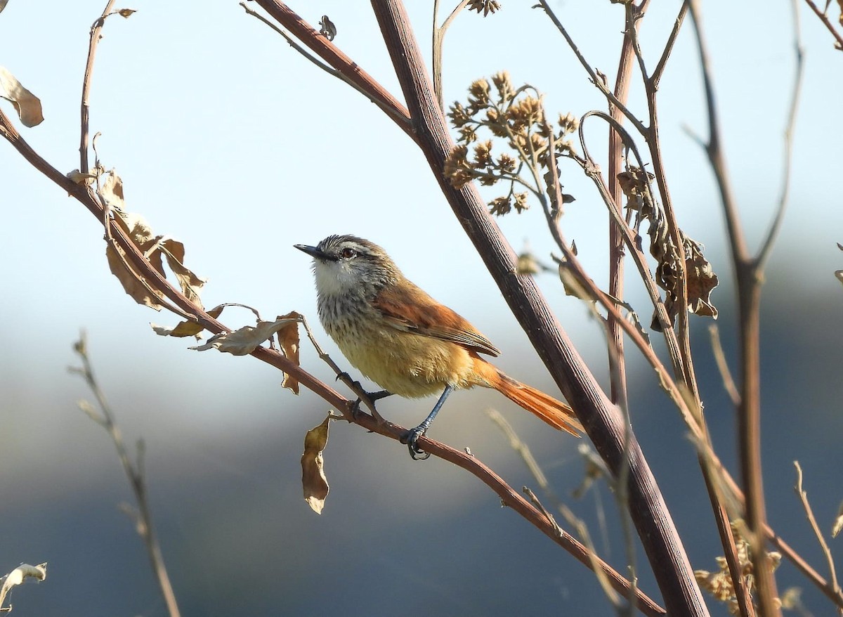Necklaced Spinetail - ML633423097