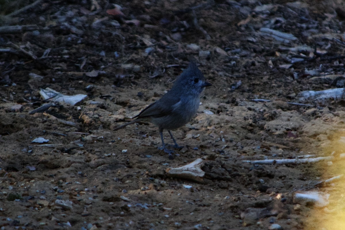 Juniper Titmouse - ML633423101