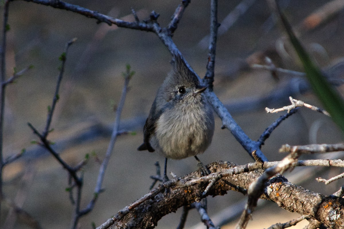 Juniper Titmouse - ML633423102