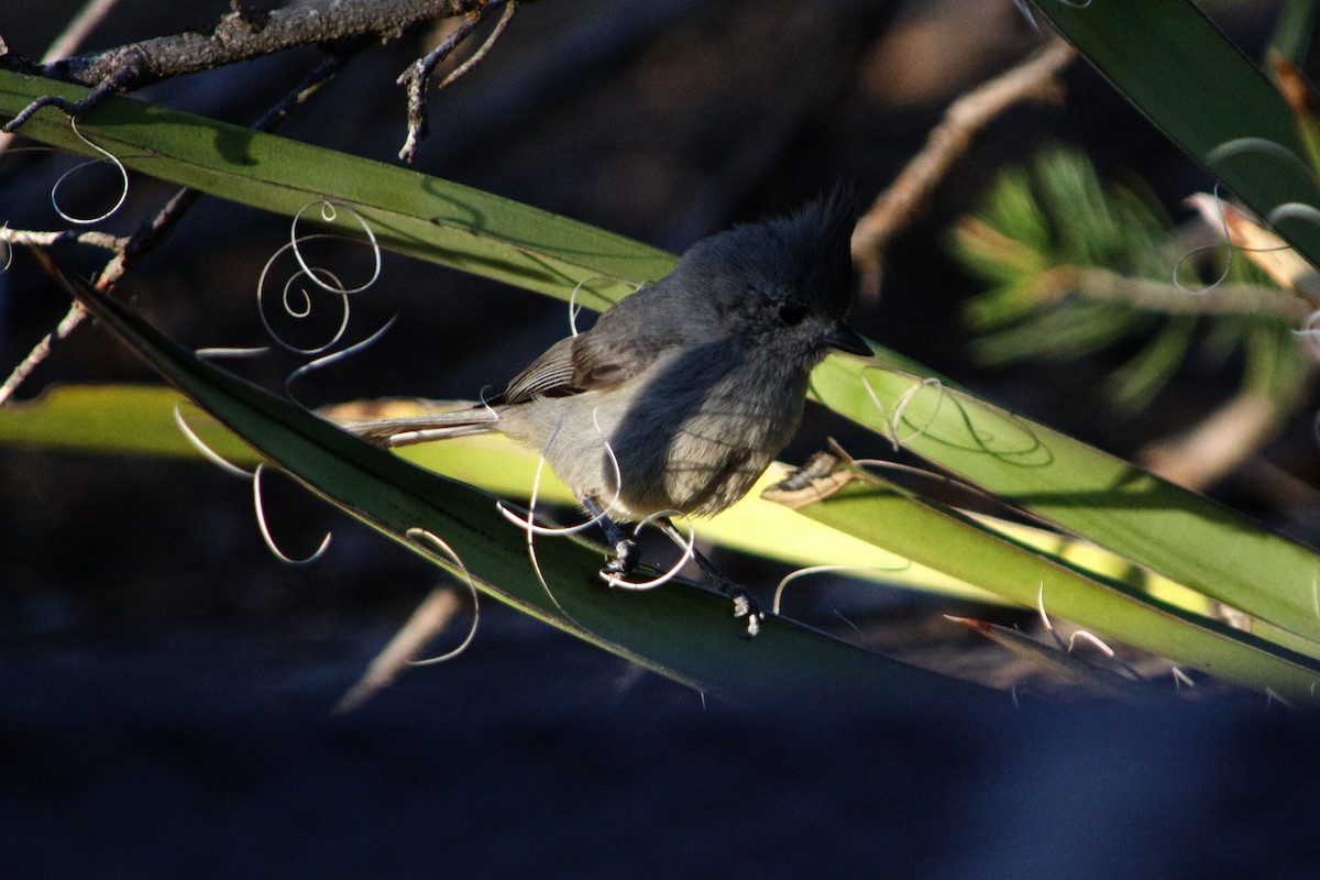 Juniper Titmouse - ML633423103