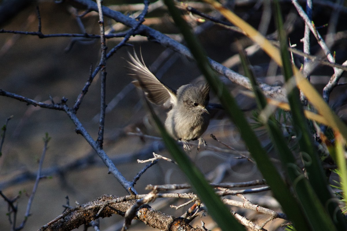 Juniper Titmouse - ML633423106