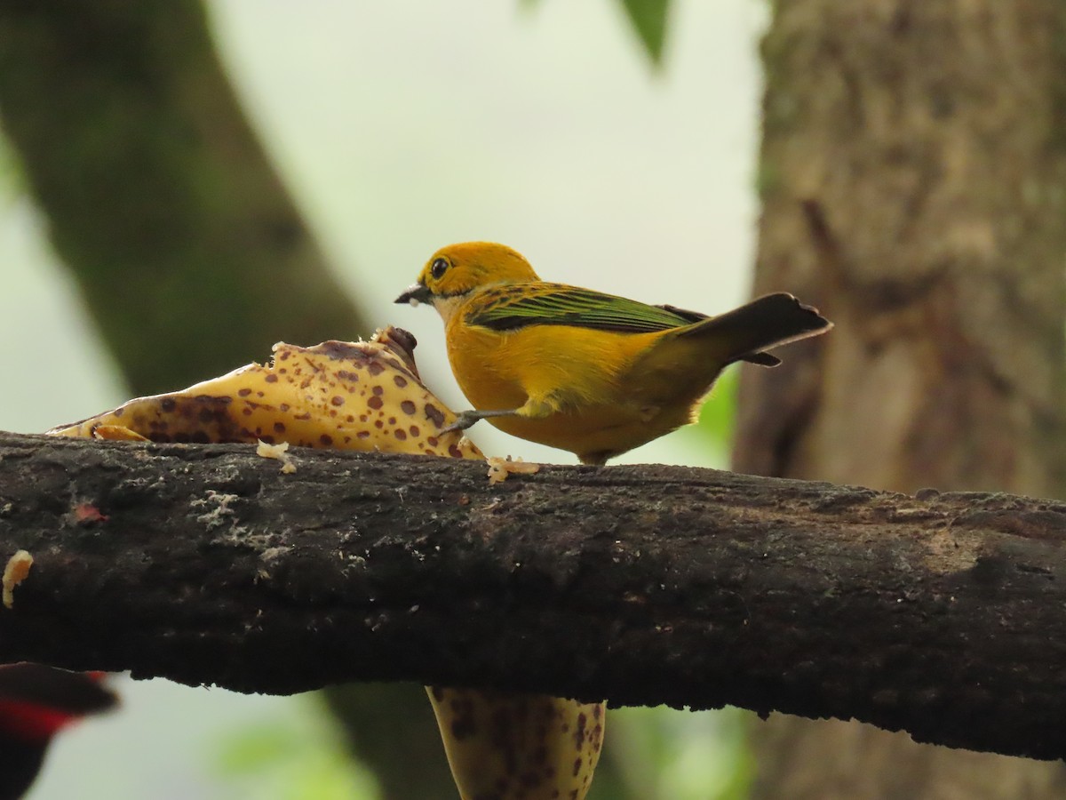 Silver-throated Tanager - Robert gilbert