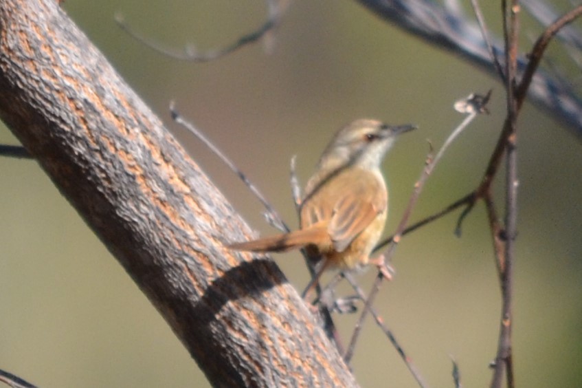 Prinia modeste - ML633423265