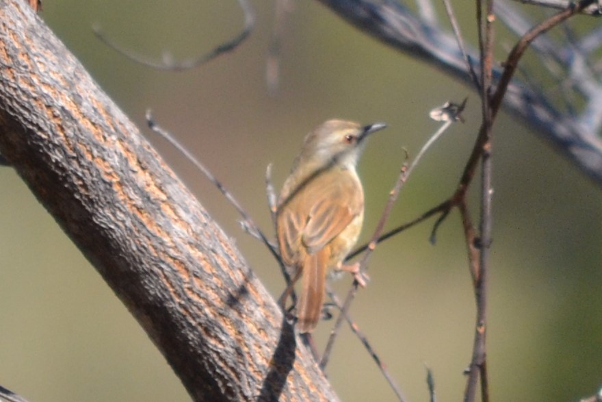 Prinia modeste - ML633423266