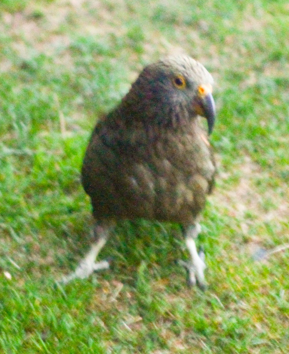 Kea - ML633423332