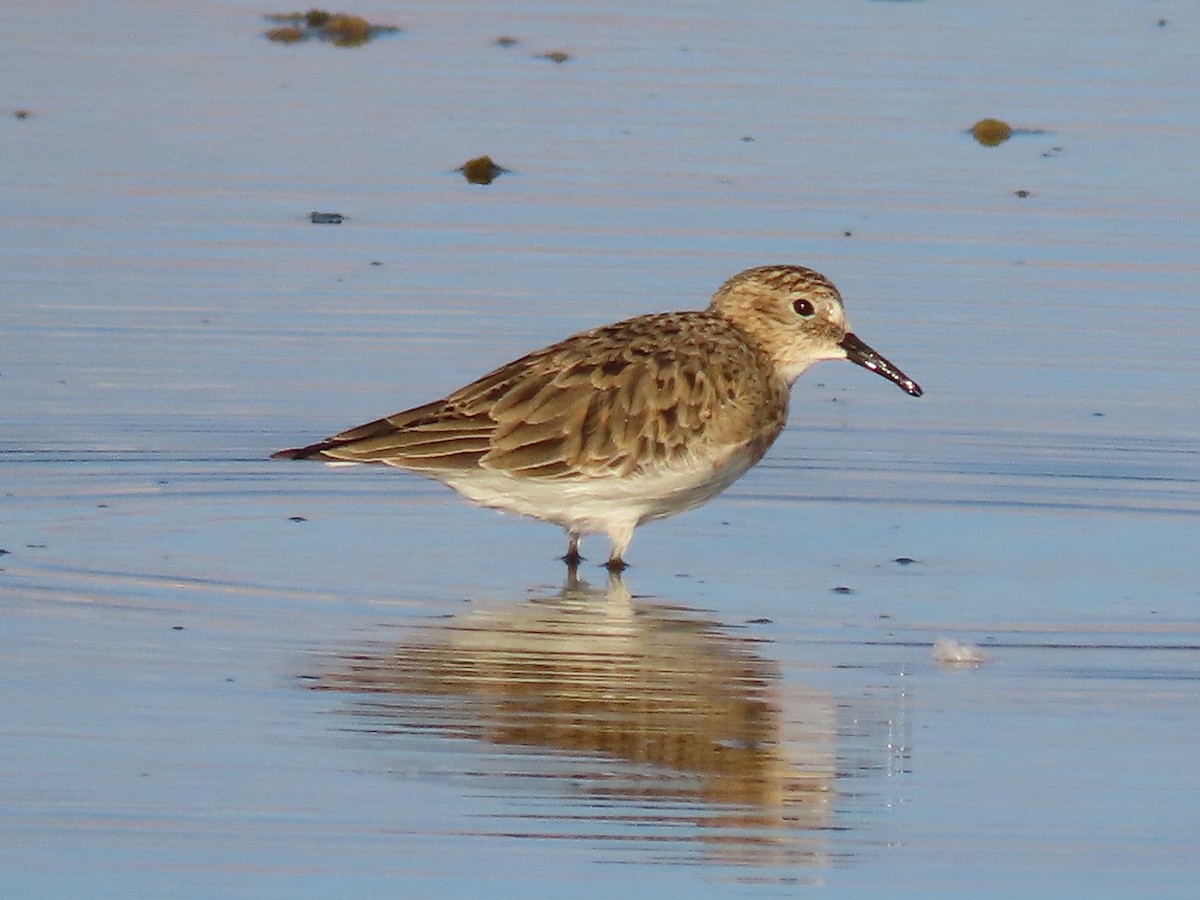 Baird's Sandpiper - ML633423341