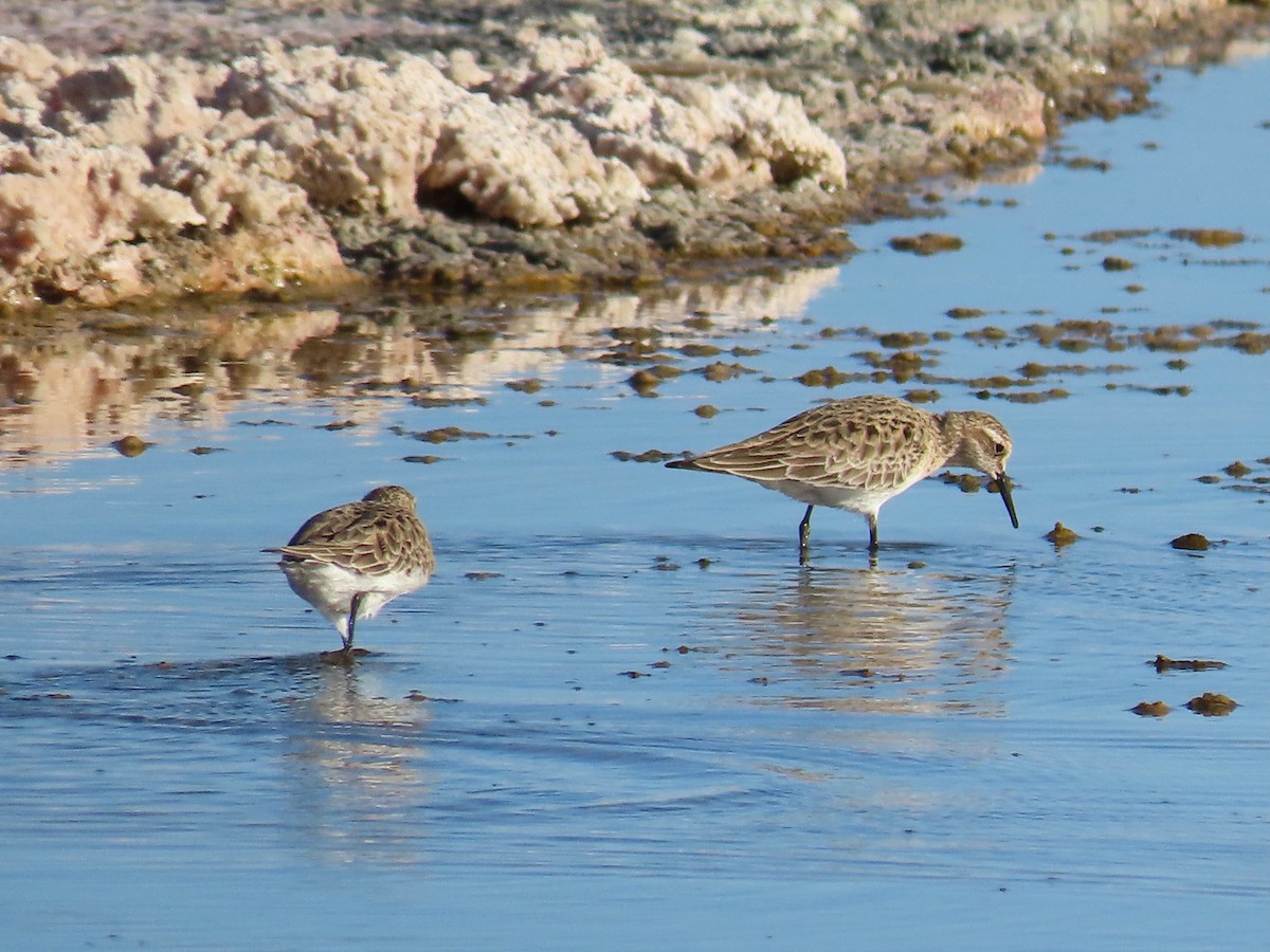 Baird's Sandpiper - ML633423344