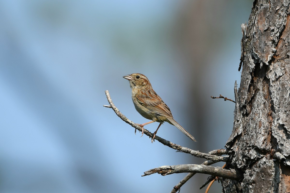 Kiefernammer - ML633423415