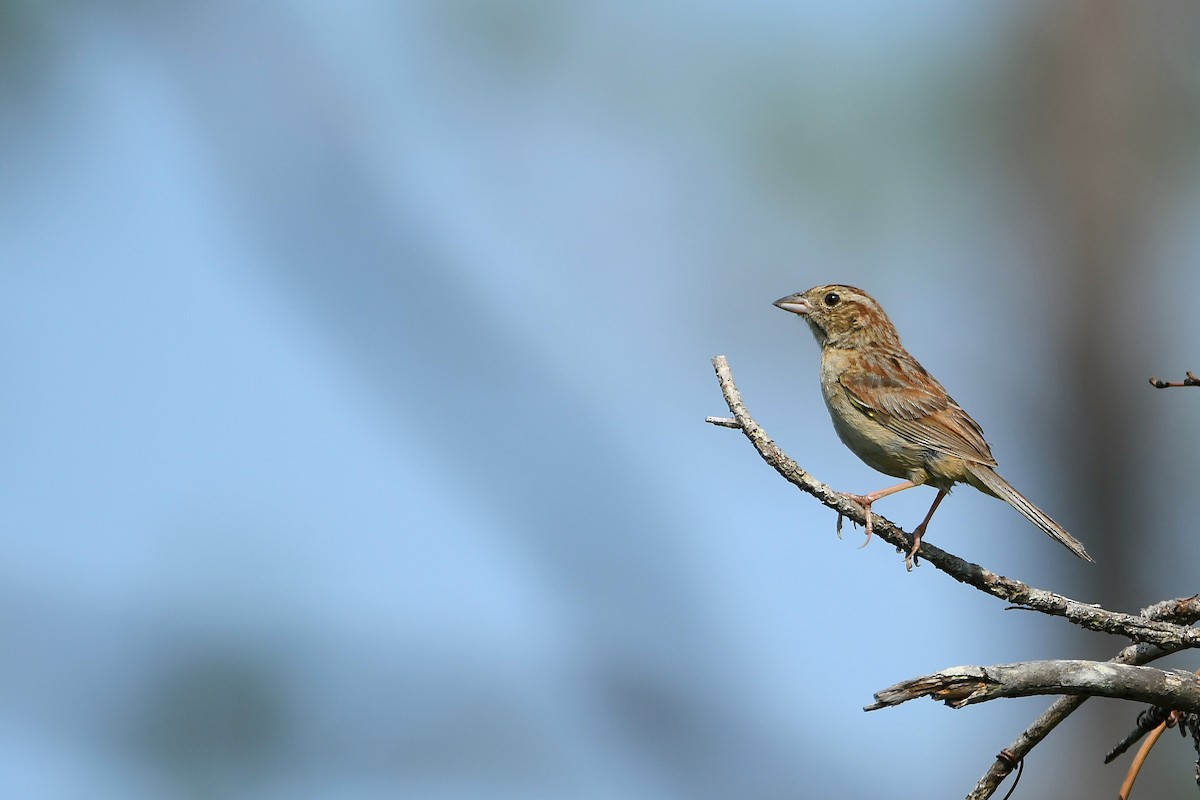 Kiefernammer - ML633423416