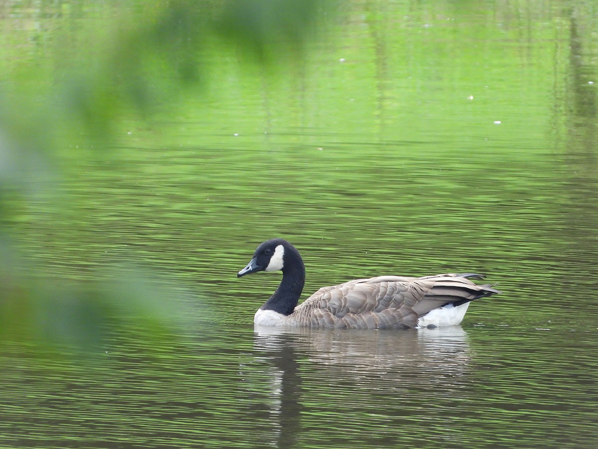 Canada Goose - ML633423505