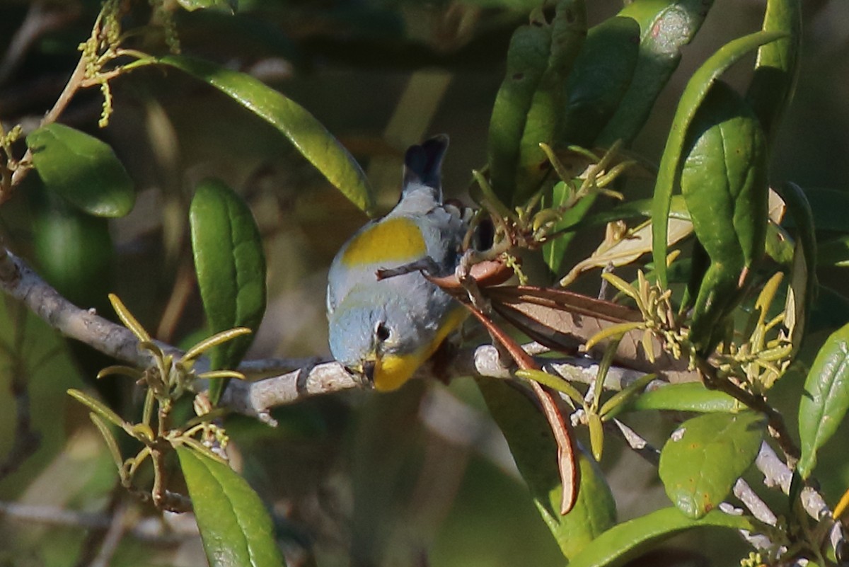 Northern Parula - ML633423698