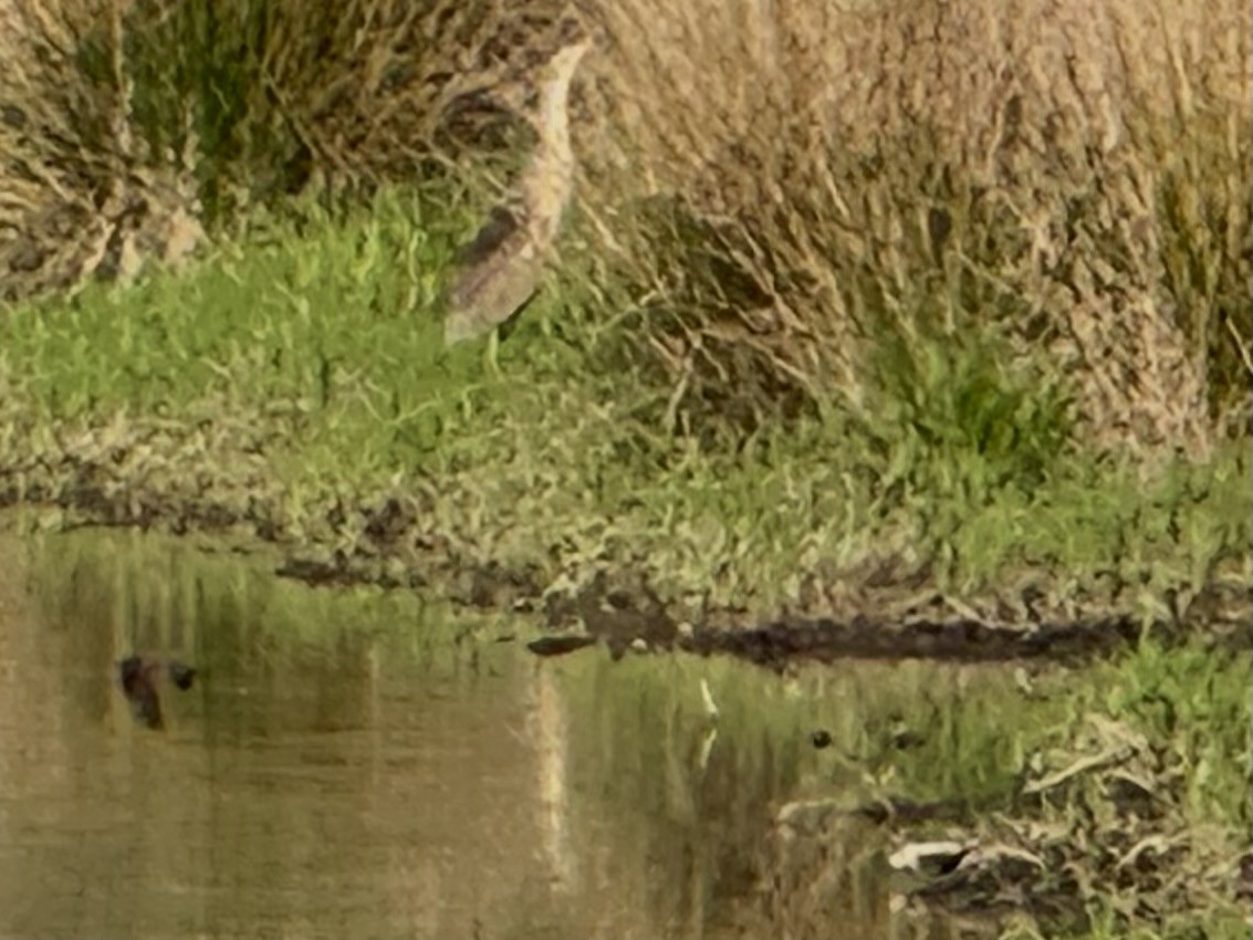 American Bittern - ML633423714