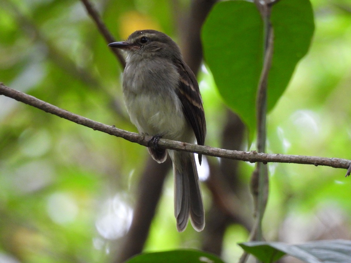 Fuscous Flycatcher - ML633423808
