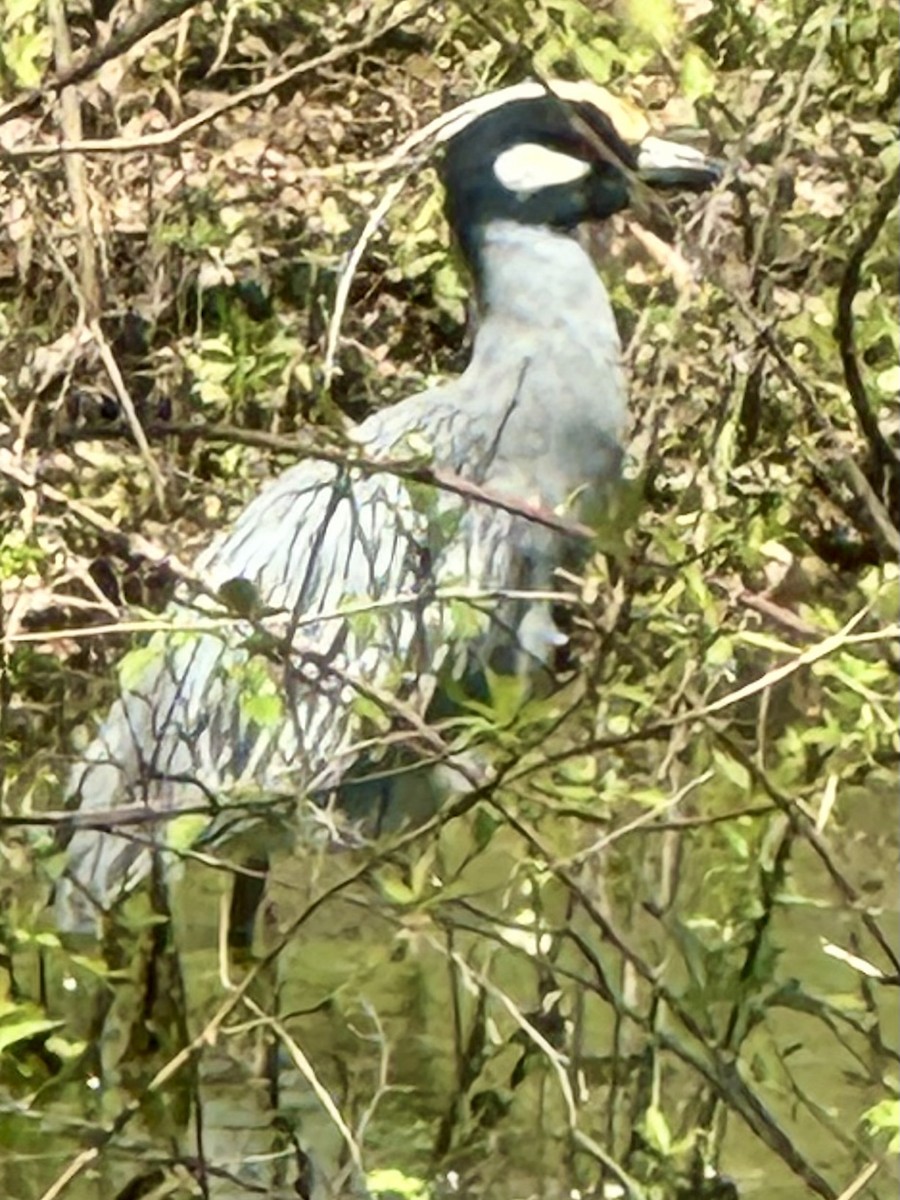 Yellow-crowned Night Heron - ML633423833