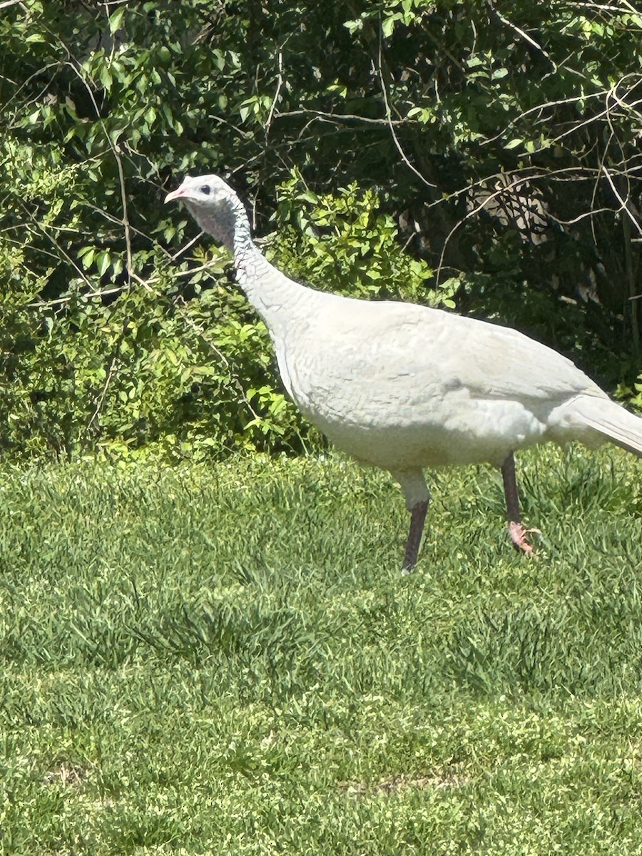 Wild Turkey - ML633423869