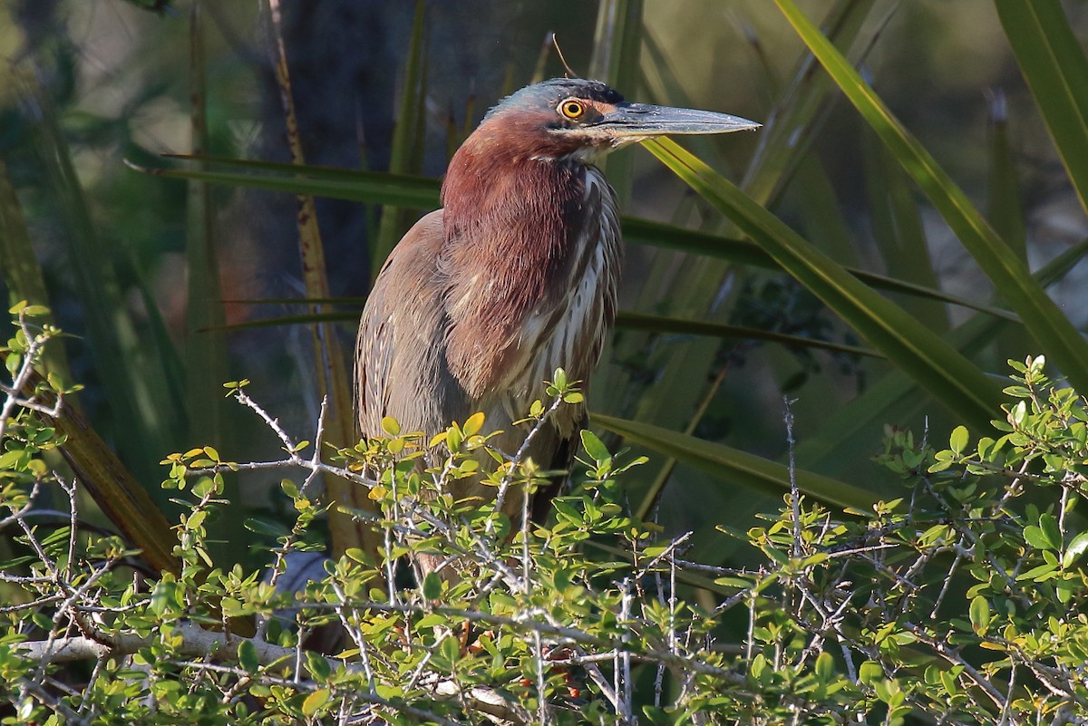 Green Heron - ML633423939