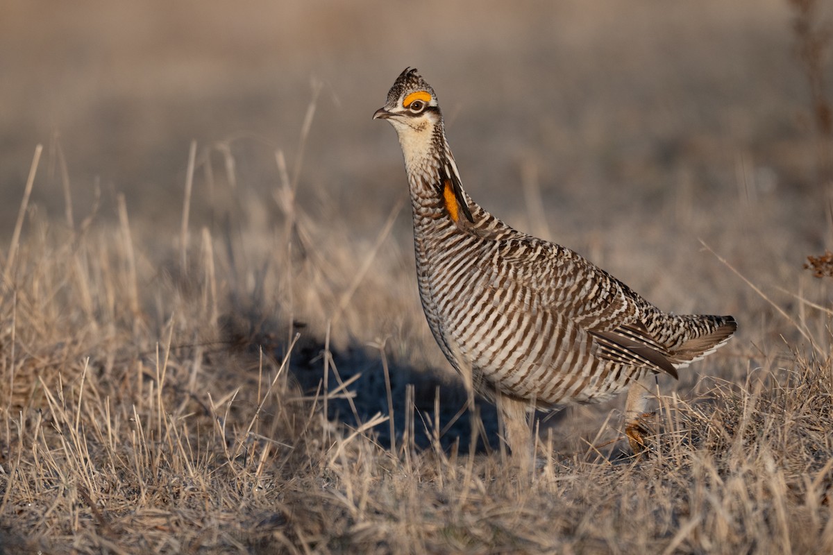 Greater Prairie-Chicken - ML633423960