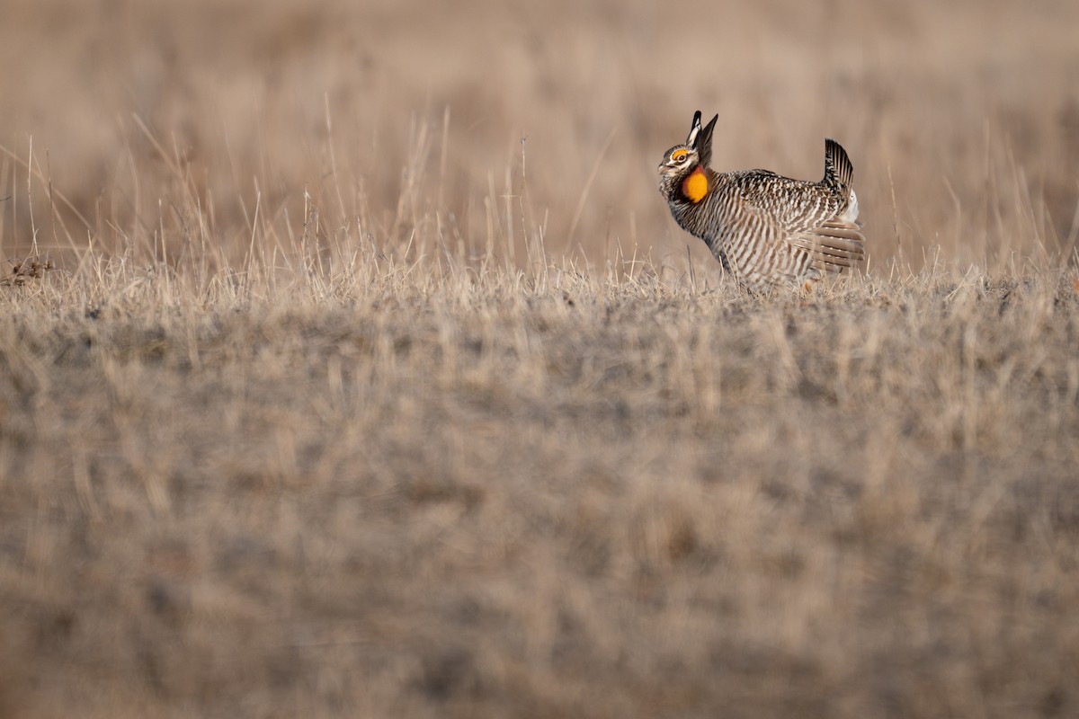 Greater Prairie-Chicken - ML633423961