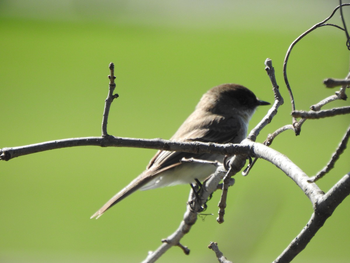 Eastern Phoebe - ML633424011