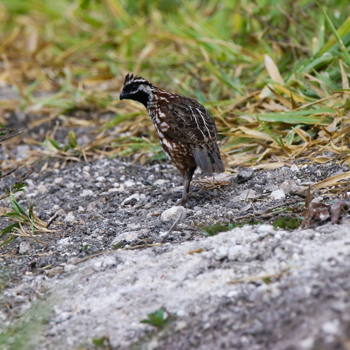 Black-throated Bobwhite - ML633424228