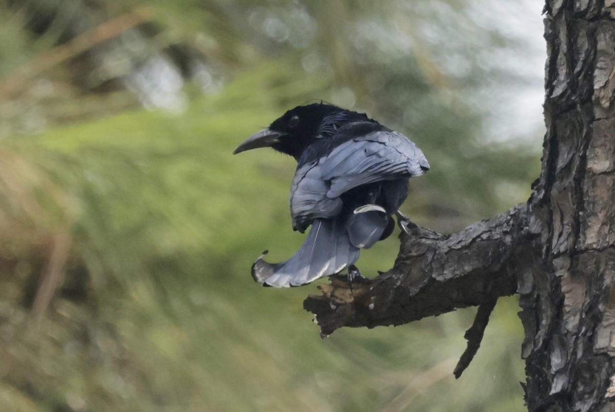 Hair-crested Drongo - Ken Oeser