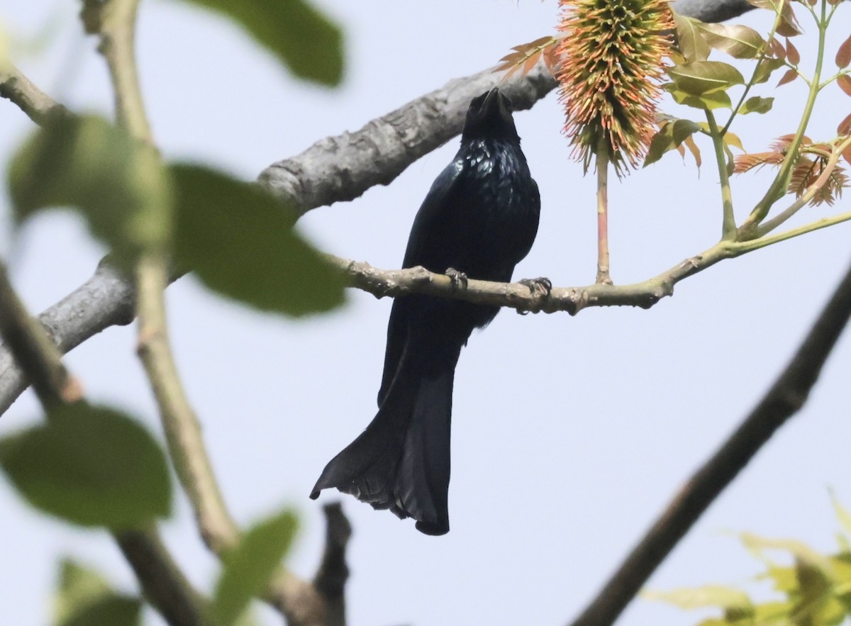Hair-crested Drongo - Ken Oeser
