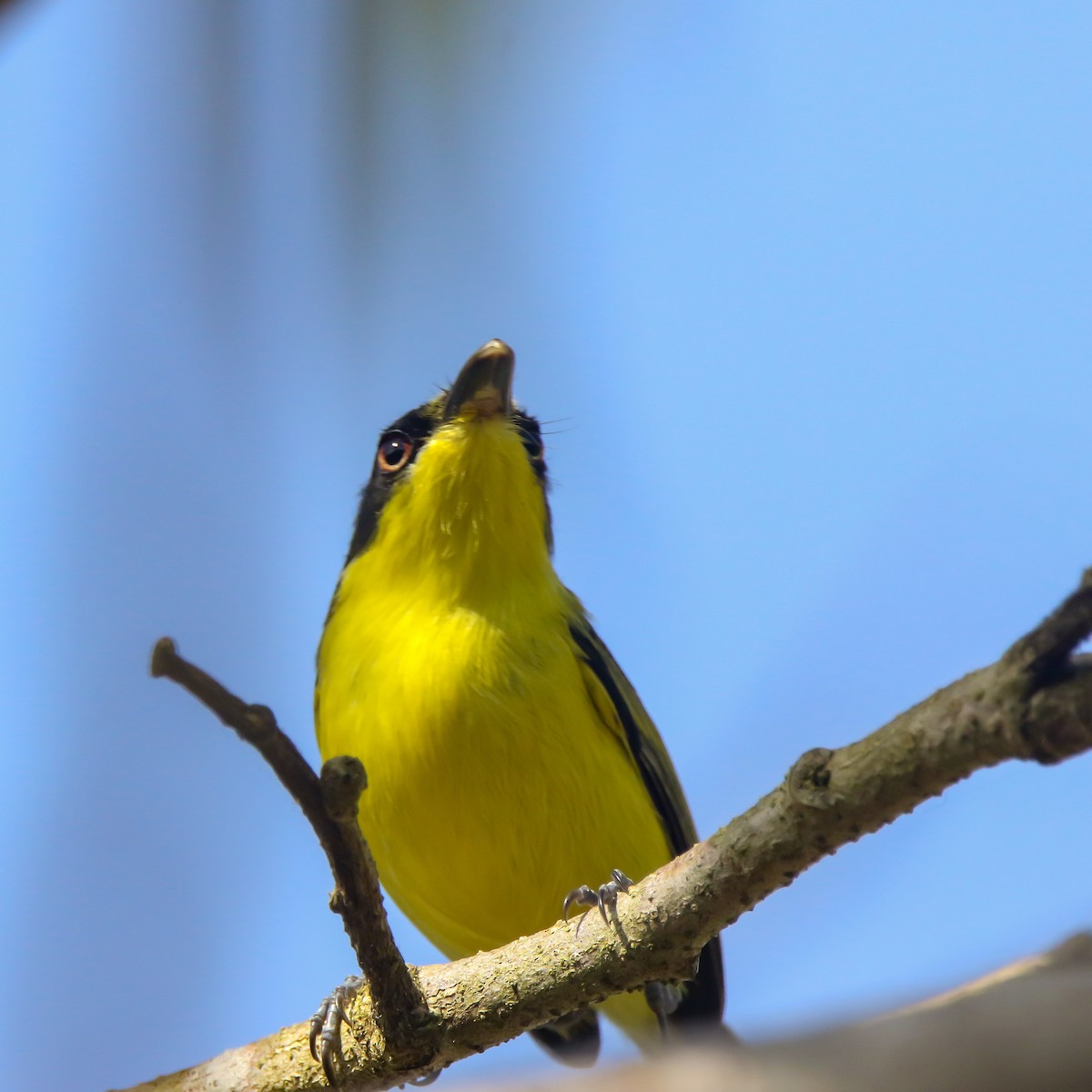 Common Tody-Flycatcher - ML633424309