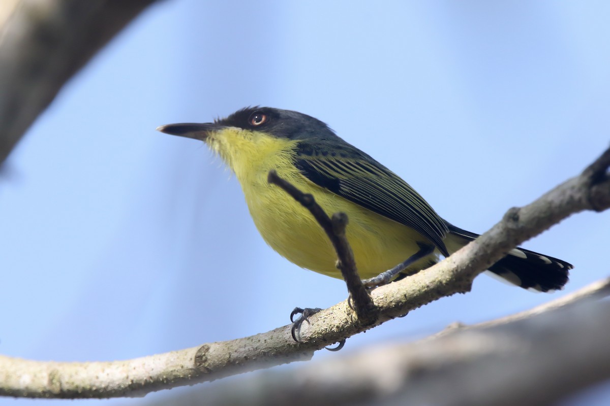 Common Tody-Flycatcher - ML633424310