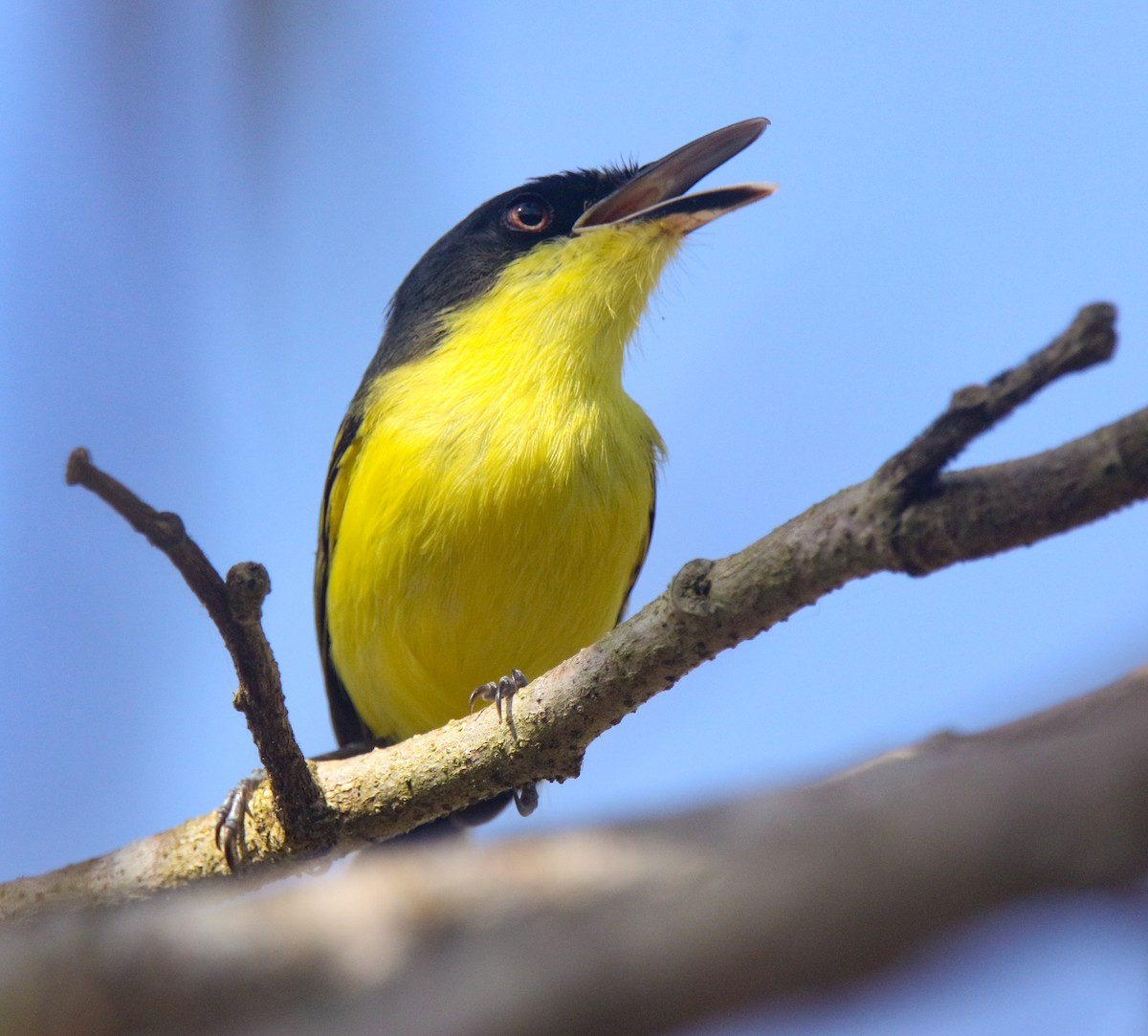 Common Tody-Flycatcher - ML633424311
