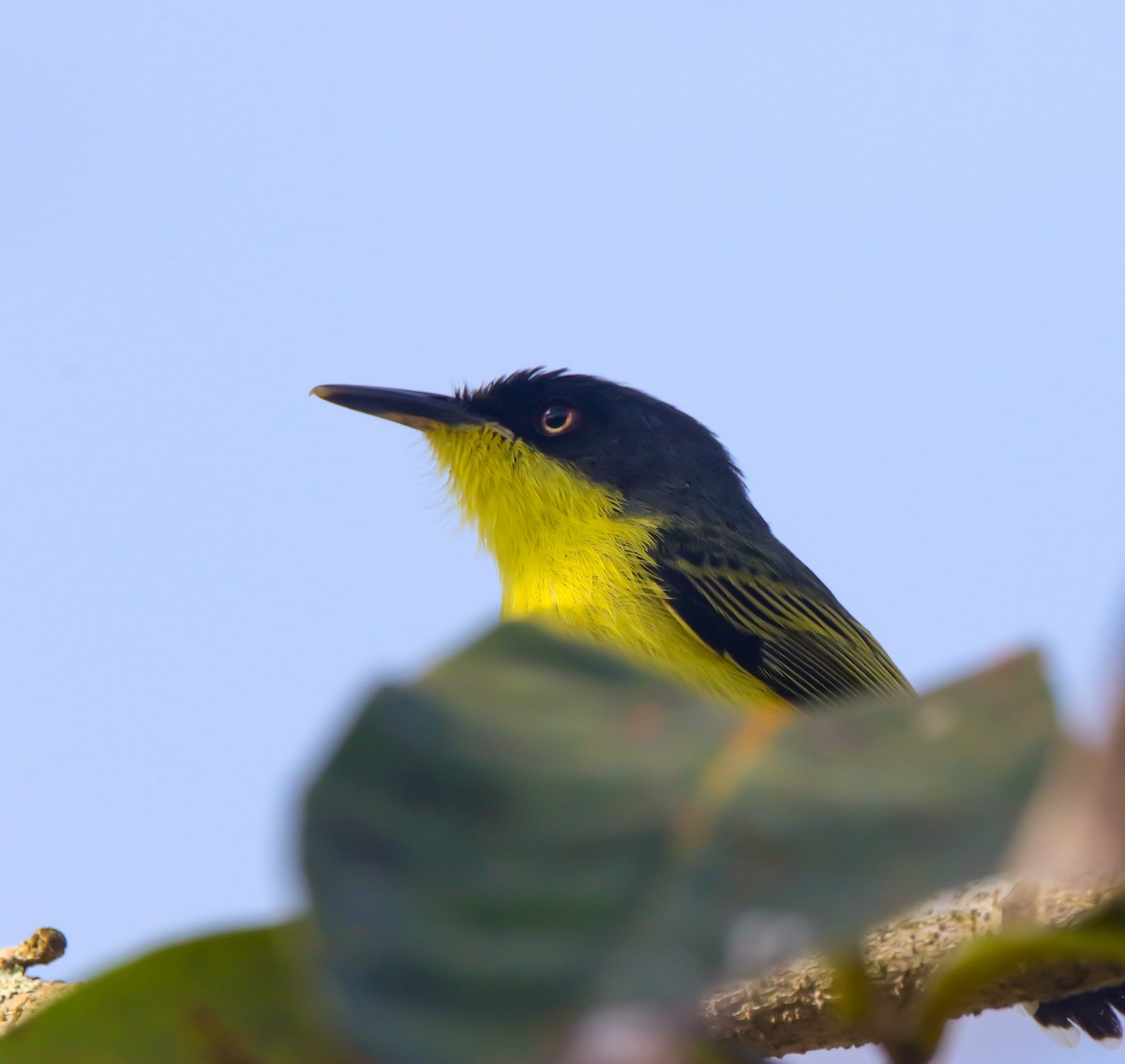 Common Tody-Flycatcher - ML633424312