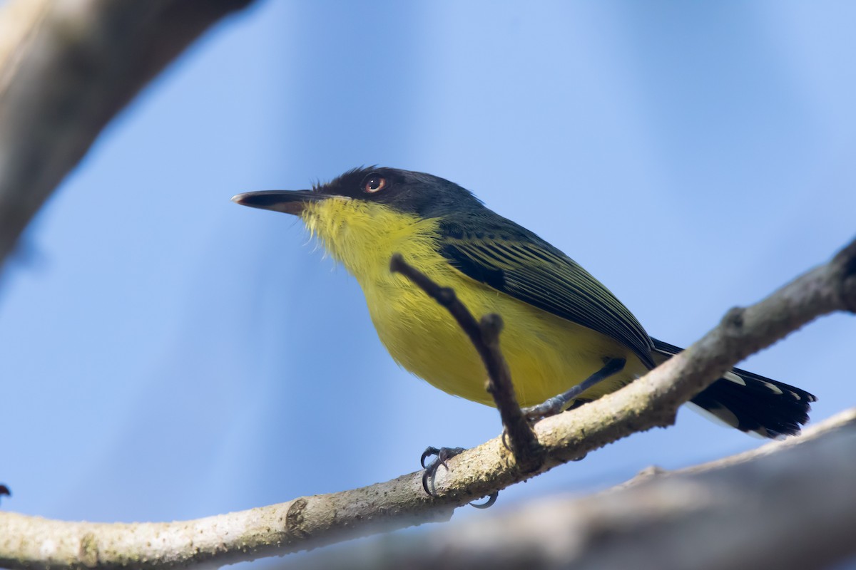 Common Tody-Flycatcher - ML633424313