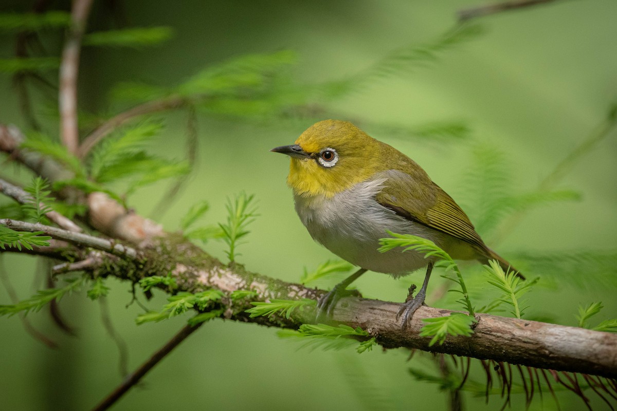 ML633424407 - Swinhoe's White-eye - Macaulay Library