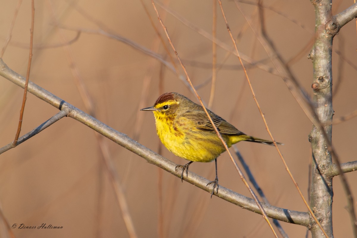 Palm Warbler - ML633424464