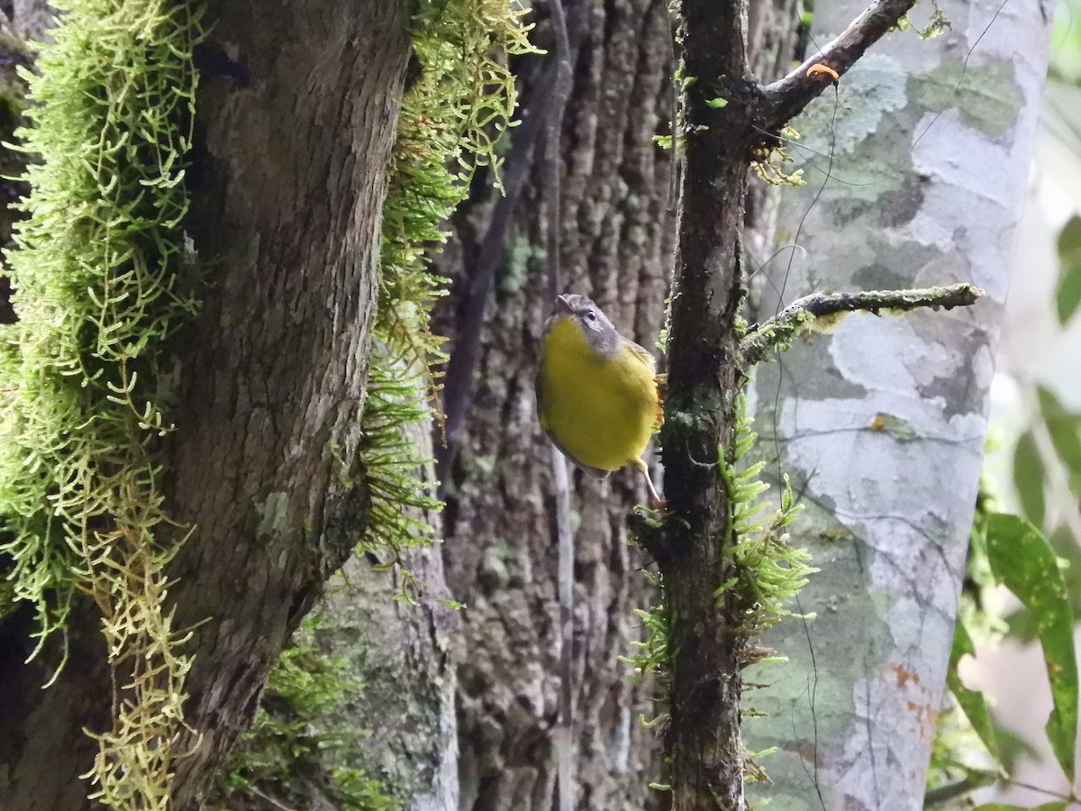 Golden-crowned Warbler - ML633424553