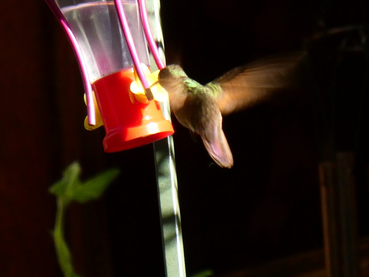 Berylline Hummingbird - ML633424591