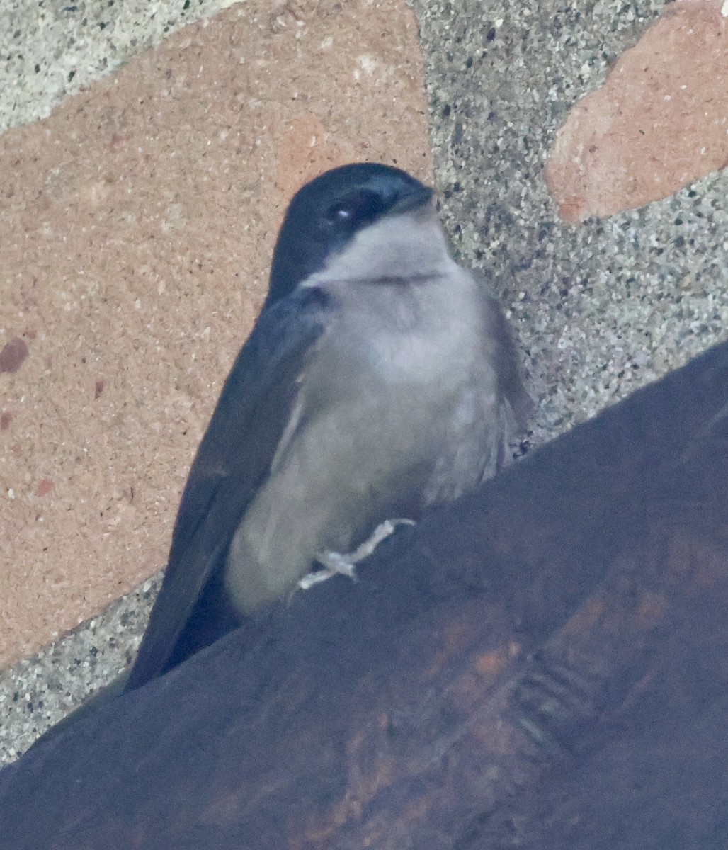 Brown-bellied Swallow - Shep Thorp