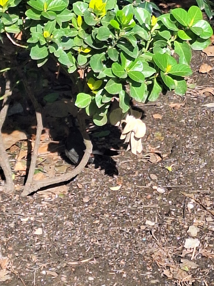 ネコマネドリ - ML633424677