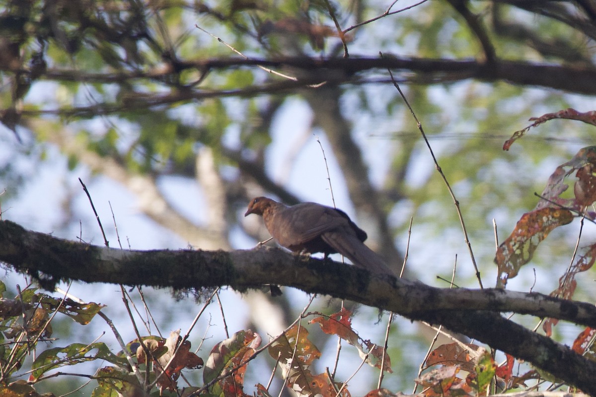 Andaman Cuckoo-Dove - ML633424735
