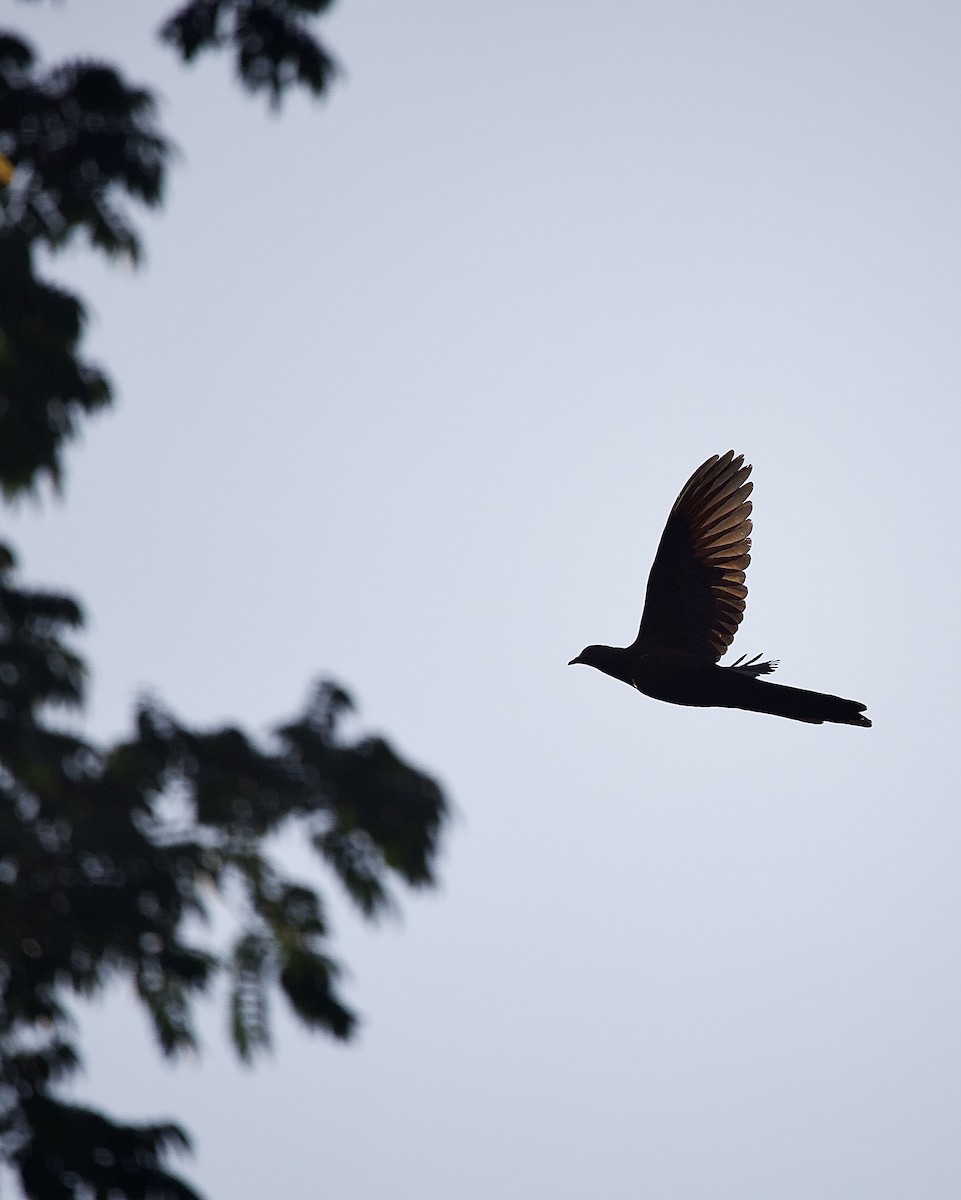 Andaman Cuckoo-Dove - ML633424737