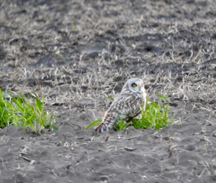 Short-eared Owl - ML633424745